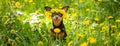 ÃÂ¡ute puppy, a dog in a wreath of spring flowers on a flowering Royalty Free Stock Photo